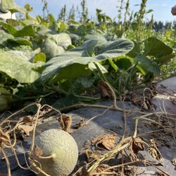 Bailey Family Farm - Mini sweet melons