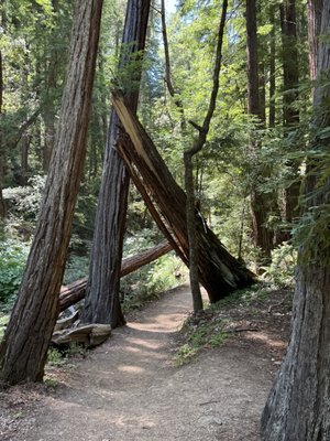 Mount Tamalpais State Park by null