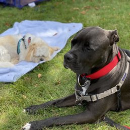 Our pup and his little buddy enjoying an afternoon snooze. Our pup and his little buddy enjoying an afternoon snooze.