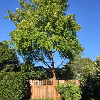 Payne Tree Care - Chinese elm (after) - Tree Services Near Me Payne Tree Care - Chinese elm (after) - Tree Services Near Me