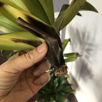 Tall Plants - Nurseries & Gardening Near Me - Houston, Texas