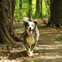 Photo of Happy Paws Walking