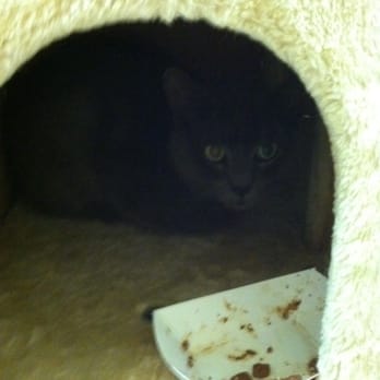 Dakin Humane Society - Animal Shelters Near Me - Springfield, Massachusetts