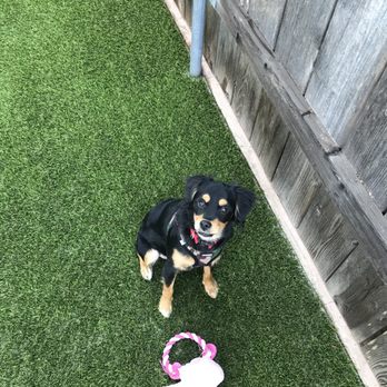 US Turf - Scarlett loves her new play area. - Artificial Turf Near Me - San Diego, California US Turf - Scarlett loves her new play area. - Artificial Turf Near Me - San Diego, California