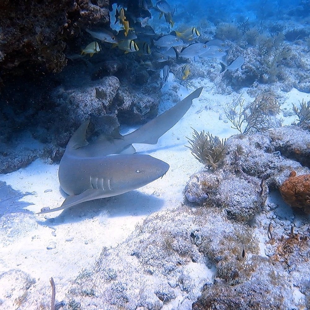 Rainbow Reef Dive Center - Scuba Diving Near Me - Key Largo, Florida