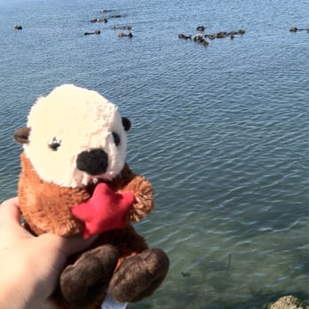 Moss Landing State Beach - Sea otters! - Beaches Near Me Moss Landing State Beach - Sea otters! - Beaches Near Me