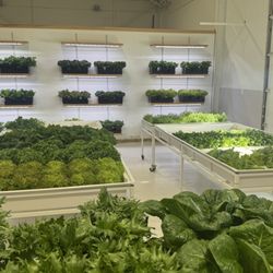 Anchorage Greens - Some of the greens for sale.