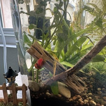 Pet Zone Tropical Fish - one of my shrimp colonies (all plants and shrimp from petzone) - Local Fish Stores Near Me - San Diego, California Pet Zone Tropical Fish - one of my shrimp colonies (all plants and shrimp from petzone) - Local Fish Stores Near Me - San Diego, California