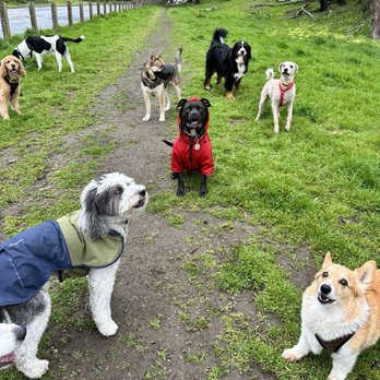 Perfect Day Dog Walking - Dog Walkers Near Me