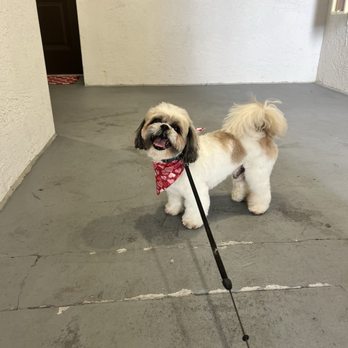 Pawfections - Pet Groomers Near Me - Coconut Creek, Florida Pawfections - Pet Groomers Near Me - Coconut Creek, Florida