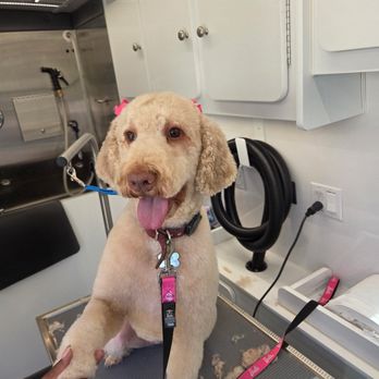 IVS Mobile Vets - Doodle Cut - $175 - Veterinarians Near Me IVS Mobile Vets - Doodle Cut - $175 - Veterinarians Near Me