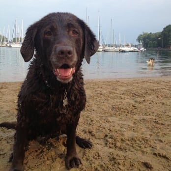 Dog Beach at Belmont Harbor - Dog Parks Near Me - Chicago, Illinois Dog Beach at Belmont Harbor - Dog Parks Near Me - Chicago, Illinois