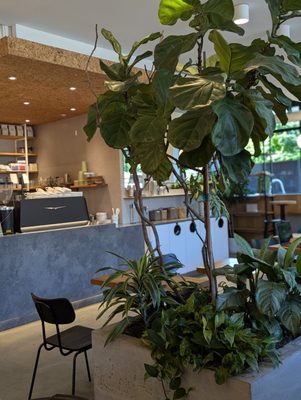NOMAD Coffee & Bakery by null