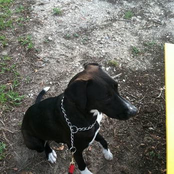 City Canine - Pet Training Near Me - Houston, Texas