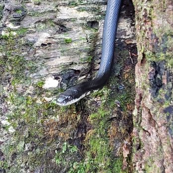 Mount Tammany - Snake slithered right out of the tree I was leaning on to tie my shoe! - Hiking Near Me - Bushkill, Pennsylvania Mount Tammany - Snake slithered right out of the tree I was leaning on to tie my shoe! - Hiking Near Me - Bushkill, Pennsylvania