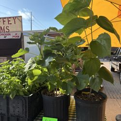 Shreveport Farmers' Market - Fig Tree and/or Red Mulberry Tree. Yours to take home. $25 each. 2026 Farmers' Market.
