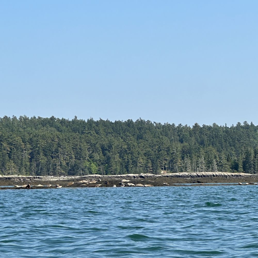 Maine State Sea Kayak - Seals! - Rafting/Kayaking Near Me - Bar Harbor, Maine