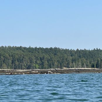 Maine State Sea Kayak - Seals! - Rafting/Kayaking Near Me - Bar Harbor, Maine