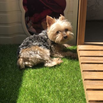 Coco Grooming - Pet Groomers Near Me - Los Angeles, California