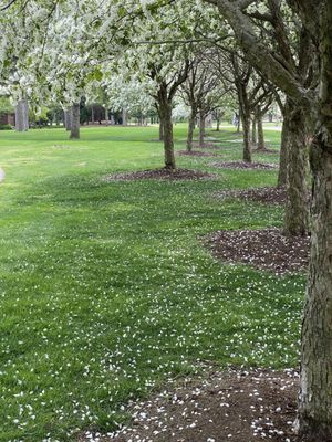 George George Memorial Park by null