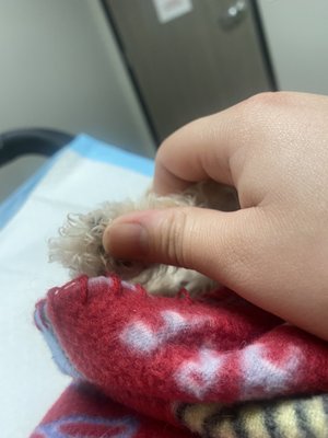 Lawndale Pet Hospital by null