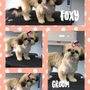 Photo of Hair Of The Dog Pet Grooming
