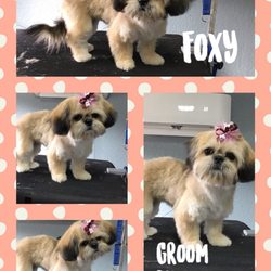 Hair Of The Dog Pet Grooming