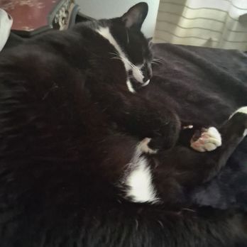 Trinity Pet Hospital - Reginald sleeping like a baby after his nail trimming earlier. - Veterinarians Near Me - Laguna Hills, California
