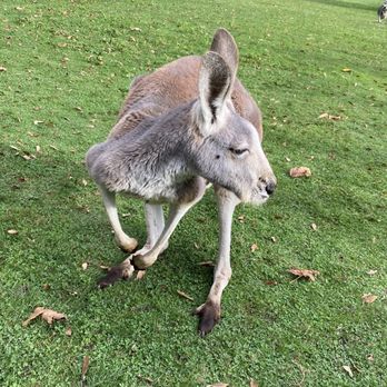 Fall City Wallaby Ranch - Ranches Near Me - Fall City, Washington