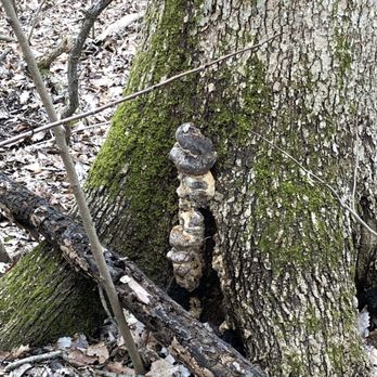 Russell E Emmenegger Nature Park - Not quite sure what this growth is - Parks Near Me - Kirkwood, Missouri Russell E Emmenegger Nature Park - Not quite sure what this growth is - Parks Near Me - Kirkwood, Missouri