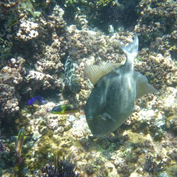 Beyond Cabo - Snorkeling Near Me - Cabo San Lucas, BCS