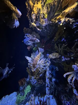 St. Louis Aquarium at Union Station by null