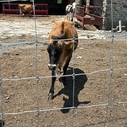 Baily’s Dairy