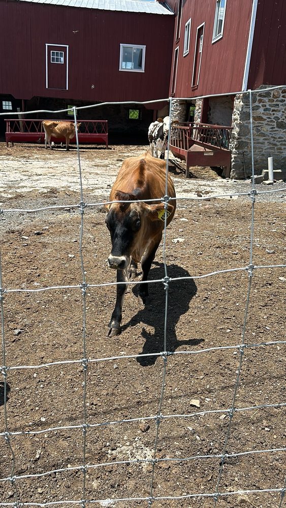 BAILY’S DAIRY Updated October 2024 20 Photos & 21 Reviews 1821