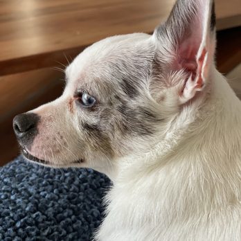 Napa Natural Dog Co. - Bath - Pet Groomers Near Me - Vallejo, California Napa Natural Dog Co. - Bath - Pet Groomers Near Me - Vallejo, California