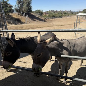 Animal Tracks - Zoos Near Me - Agua Dulce, California Animal Tracks - Zoos Near Me - Agua Dulce, California