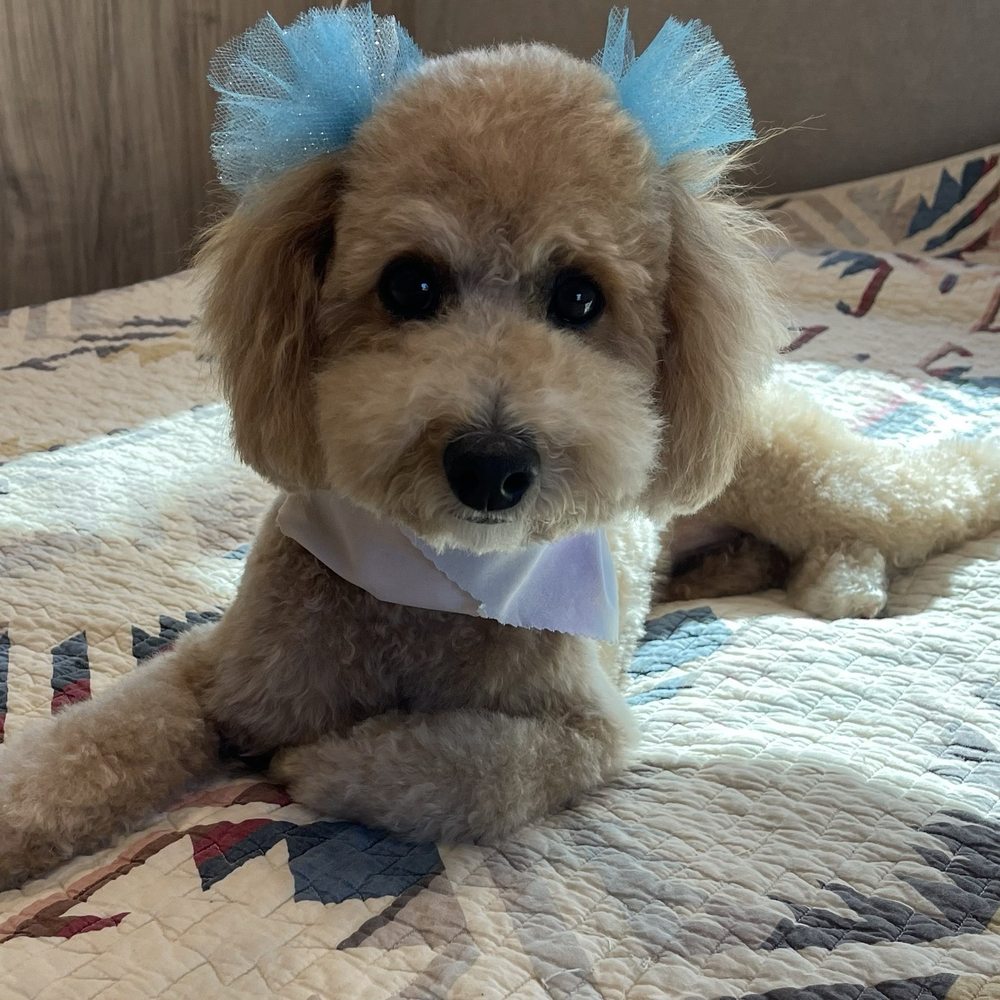 Pups Fresh Fade - Started laying around like a puppy model after her cut - Pet Groomers Near Me Pups Fresh Fade - Started laying around like a puppy model after her cut - Pet Groomers Near Me