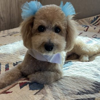 Pups Fresh Fade - Started laying around like a puppy model after her cut - Pet Groomers Near Me Pups Fresh Fade - Started laying around like a puppy model after her cut - Pet Groomers Near Me