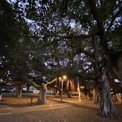 Lahaina Banyan Court Park - 09.08.22 the oldest and also largest banyan tree in the country