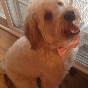 Diamond Bar Grooming - Benji one good looking stud!!! Always looking fancy!!! - Pet Groomers Near Me - Diamond Bar, California