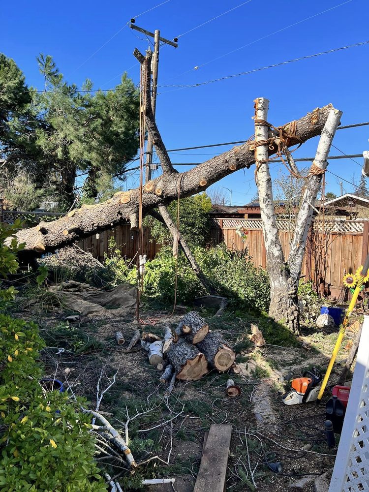 MGA Tree Service - tree service in San Jose, CA