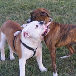 Merced Dog Park - Diversity even at the dog park is a good thing.