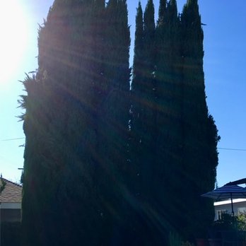 Cova's Landscape - BEFORE: Cypress that needed to go. - Landscaping Near Me Cova's Landscape - BEFORE: Cypress that needed to go. - Landscaping Near Me