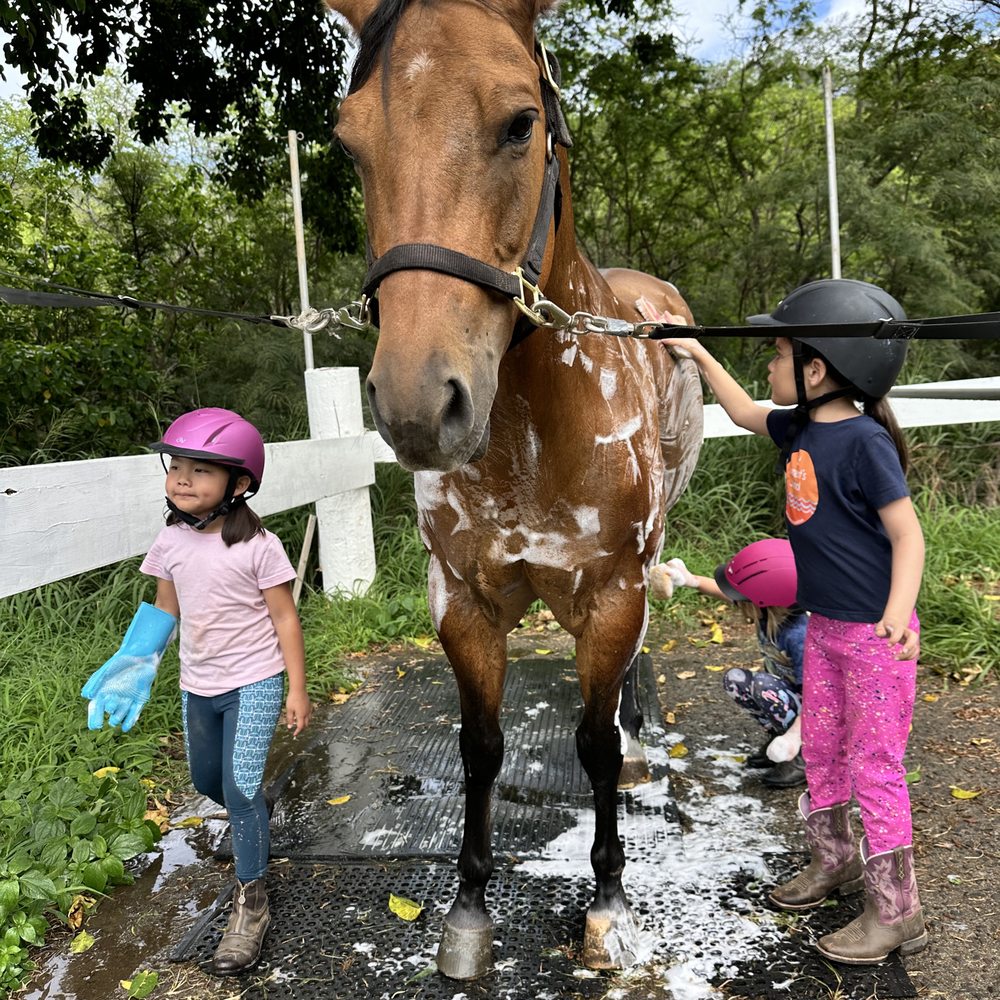 Aloha Riding Lessons - Horseback Riding Near Me - Honolulu, Hawaii Aloha Riding Lessons - Horseback Riding Near Me - Honolulu, Hawaii