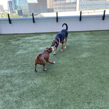 Pet Society - Pet Sitting Near Me - Dallas, Texas Pet Society - Pet Sitting Near Me - Dallas, Texas