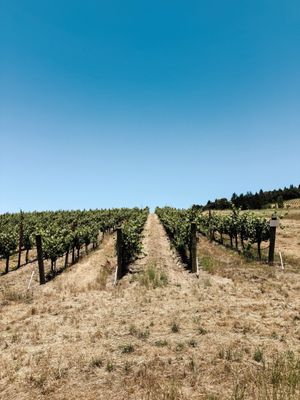 Lula Cellars by null