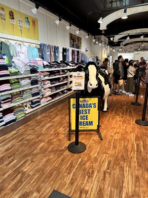 COWS Niagara-On-The-Lake by null