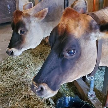Fosterfields Living Historical Farm - Cows, which you could brush and pet. - Landmarks & Historical Buildings Near Me - Morristown, New Jersey