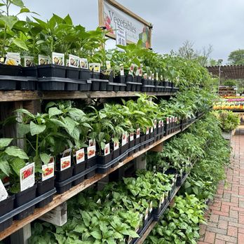 Oakland Nursery - Early May has the best tomato and pepper selections. - Nurseries & Gardening Near Me - New Albany, Ohio Oakland Nursery - Early May has the best tomato and pepper selections. - Nurseries & Gardening Near Me - New Albany, Ohio