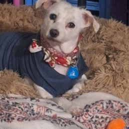 My beautiful furbaby Khaleesi. I Love You to the Moon and back...